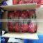 VIETNAM FRESH DRAGON FRUIT