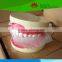 High quality Medical teaching Teeth care model