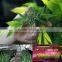 600w/1000w Led Grow Light Full Spectrum Certificate for Hydroponic Indoor Plants Growing
