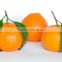 Chinese honey fresh mandarin orange