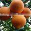2015 best sweet taste navel orange from Jiangxi