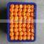Fresh Mandarin orange/honey mandarin for sale