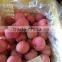 2016 New Season Crisp & Juicy Red Fuji Apple Fruit