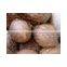 Adult brown coconuts