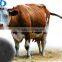Feed Additive Sodium Humate Suitable for Organic Farm