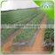 Strawberry Garden Spray Irrigation system