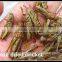 Freeze Dried Locusts For Pet Birds Food Factory