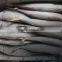 New fish Frozen WR Pacific mackerel Seafood