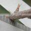 Concertina Type Hedge Shear