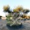 Cieza Collection - Millenary Olive Trees