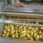 High efficiency commercial ginger patatos peeling machine potato brush peeler machine