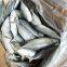frozen indian mackerel