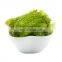 100% Organic Sea Grapes Seaweed From Vietnam/ Sea Grapes Health Benefits