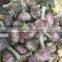 Chinese 2016 new crop fresh garlic