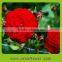 Natural exquisite flower real touch single carnation for mother's day