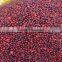 Frozen IQF Lingonberry