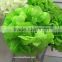 Weddings Decoration Wholesale Preserved Flower White Dried Hydrangea For Interior Decoration