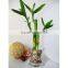 indoor plants 30cm straight lucky bamboo live plants