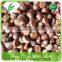 Edible frozen chestnuts