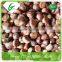 Organic chestnut in shell 40-60