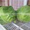 Cabbage To Canada
