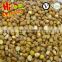 IQF Peeled Chestnut Sativa Chestnuts / Castanea sativa