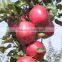 Fresh Chinese Qinguan Apple for export