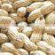 Peanuts in shells