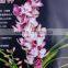 Cymbidium hybridum faberi(Peach Beauty)
