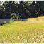 MANUFACTURER OF VETIVER HAITI OIL