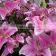 Newest cutted Sweet smell fresh lily flower from China