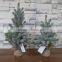 Plastic mini pine tree with burlap base for xmas decoration