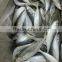 Sea Frozen Horse Mackerel