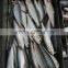 high-class new fish sardine fish frozen sardine for canning on sale