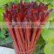 Dyed red bamboo sticks for garden&agriculture