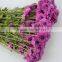 Fresh cut hot selling chrysanthemum bush mum bunch