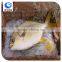 frozen pompano fish