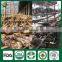 Shiitake Mushroom Compost,Cancer Cure Mushroom,Frozen Shiitake