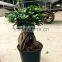 100-2000g plants bonsai ficus tree ficus ginseng