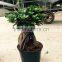 Indoor ginseng ficus plants zhangzhou manufacture