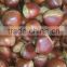 Fresh and Roasted Chestnuts