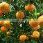 companies imported fruit orange fruit price