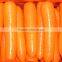 L 2L Size Fresh Carrots