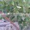 Fresh Grapes ( Superior -Flame -Crimson-Thompson -Red Globe ...) crops 2015