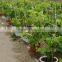 Easy survival putao shu:The grape seedling