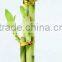 3 pieces lucky bamboo