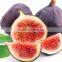 Fig Multiple layer continuous type mesh belt dryer