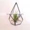 Kure Beach Sea Shells Black Metal Pyramid Ionantha Air Plant Glass Terrarium