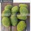 Buy direct from China manufacturer roof gardening moss stone