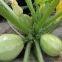 Early maturity  zucchini seed Round green F1 hybrid squash/zucchini seeds no.80